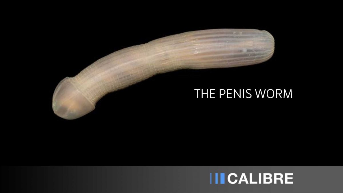 Penis worm